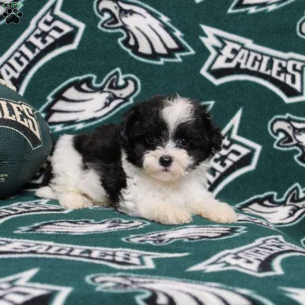 Olivia, Maltipoo Puppy